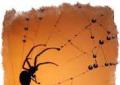 Интересные приметы — паук ползет вверх по стене Описание и правила
